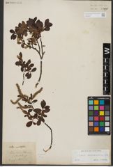 Foto von Salix waldsteiniana Willd.